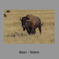 Bison - Tetons